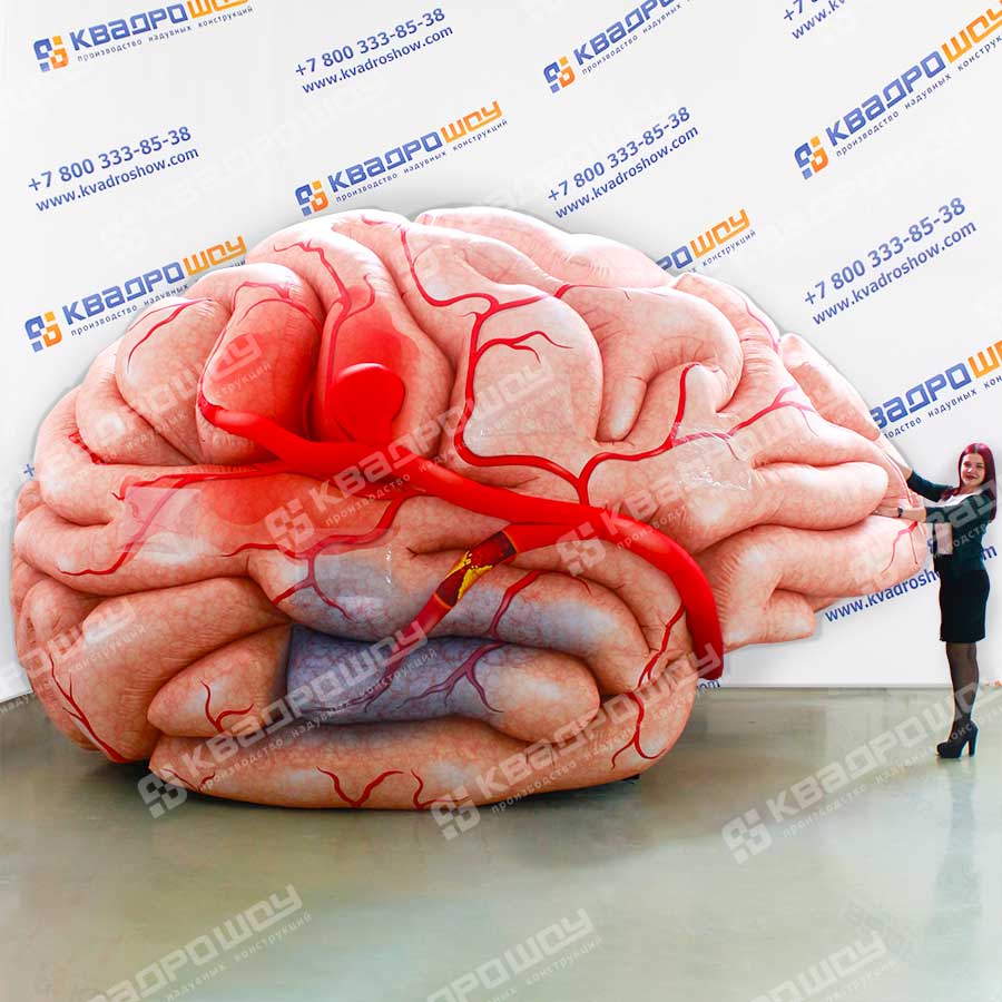 Надувная модель мозг человека 3м
