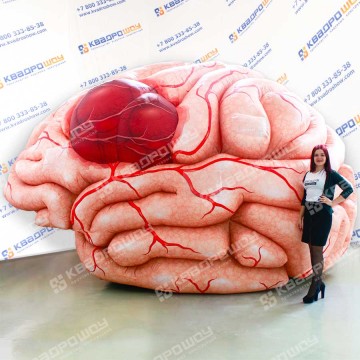 Макет человеческого мозга 3м
