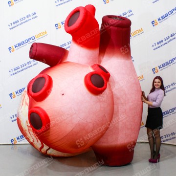 Модель сердца человека 3м