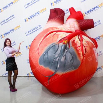 Модель человеческое сердце 3м