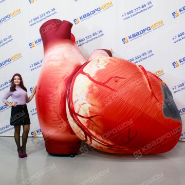 Надувная модель сердца человека 3м